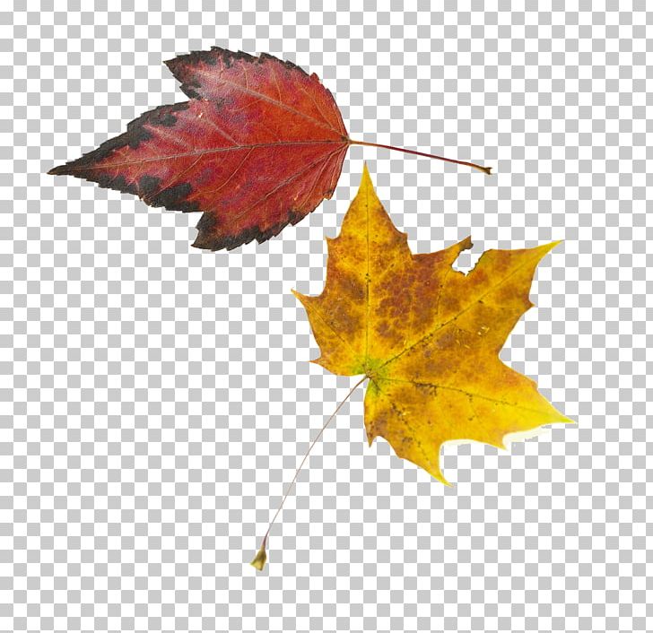 Maple Leaf Yellow PNG, Clipart, Autumn, Autumn Leaves, Autumn Scenery, Color, Deciduous Free PNG Download