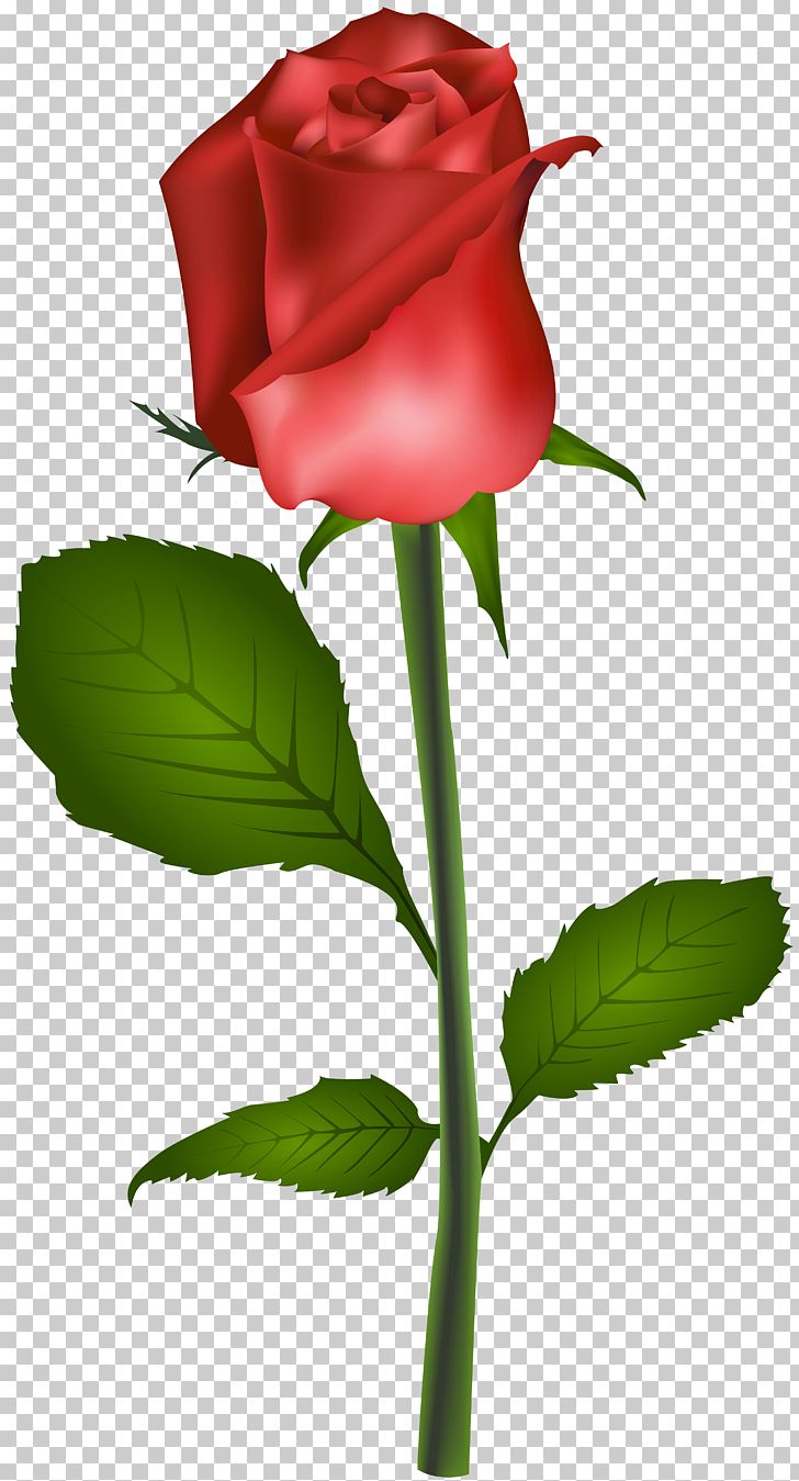 Rose Flower Red PNG, Clipart, Best Roses, Blue Rose, Bud, Camera, Clipart Free PNG Download