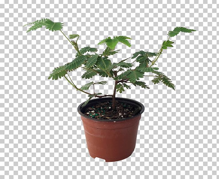 Mimosa Pudica Fruit Tree Plants Houseplant PNG, Clipart, Acacia Dealbata, Apricot, Bahce, Bitki, Blossom Free PNG Download