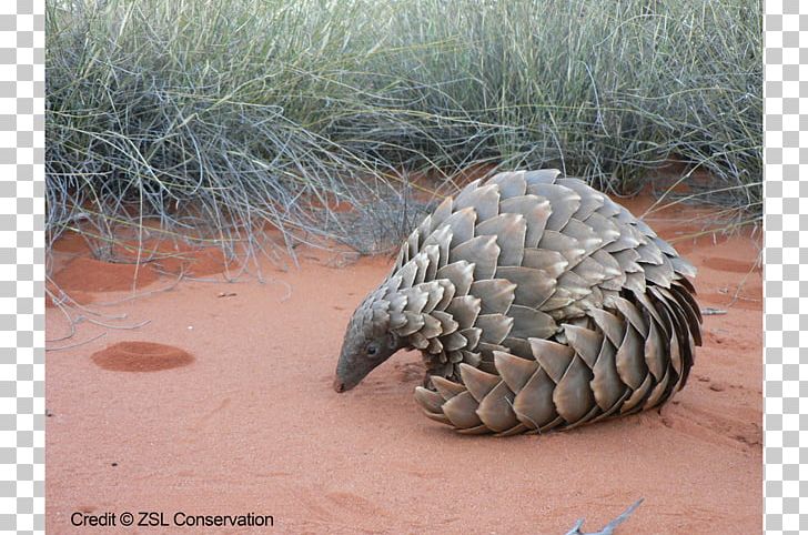 Scale Ground Pangolin Mammal Chinese Pangolin Species PNG, Clipart, Beak, Chinese Pangolin, Cites, Endangered Species, Extinction Free PNG Download