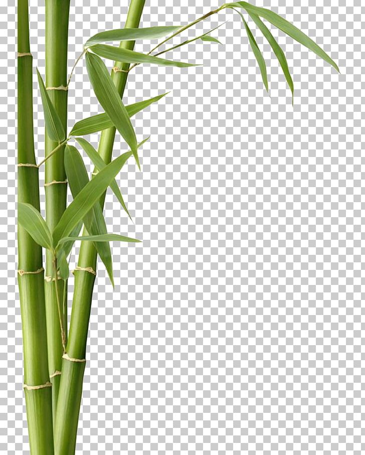Bamboo Textile Bamboo Charcoal Leaf Fargesia Murielae PNG, Clipart, Angle, Bamboe, Bamboo, Bamboo Border, Bamboo Frame Free PNG Download