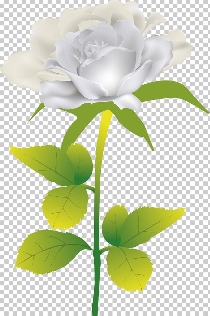 Beach Rose Flower PNG, Clipart, Beach Rose, Computer Wallpaper, Cut Flowers, Floral Design, Floristry Free PNG Download