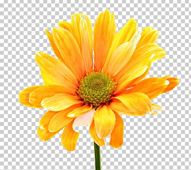 Border Flowers Flower Bouquet PNG, Clipart, Annual Plant, Border, Border Flowers, Border Frames, Calendula Free PNG Download