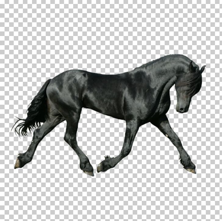 Friesian Horse On The Bit Canter And Gallop Iron-on PNG, Clipart, Animal, Animals, Black, Black And White, Blog Free PNG Download