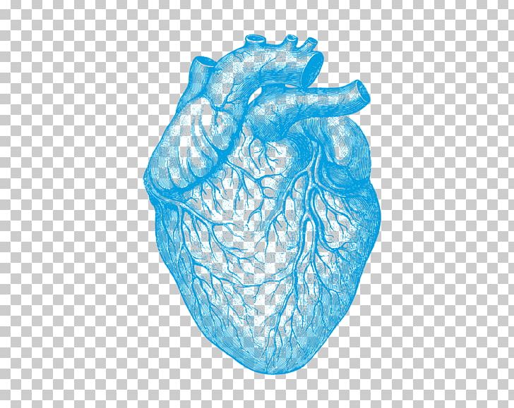 Human Anatomy Understanding Heart Disease Human Body PNG, Clipart, Anatomy, Arm, Circulatory System, Drawing, Heart Free PNG Download
