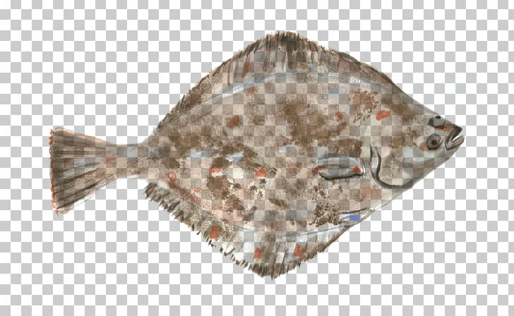 Large Tooth Flounders Flatfish Food PNG, Clipart, American Smooth Flounder, Animals, Animal Source Foods, Aquaculture, Arctic Flounder Free PNG Download
