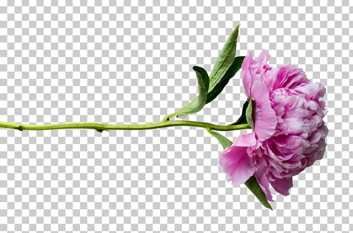 Peony PNG, Clipart, Blossom, Branch, Cosmetics, Cut Flowers, Download Free PNG Download