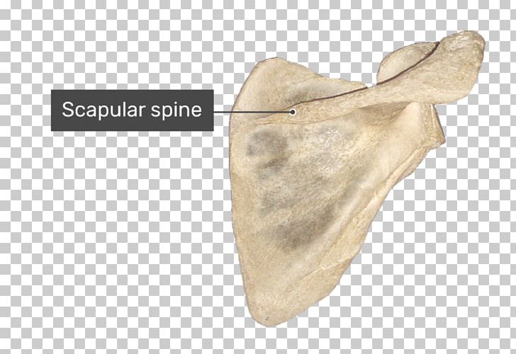 Spine Of Scapula Glenoid Cavity Supraspinatous Fossa Infraspinatous Fossa PNG, Clipart, Acromion, Anatomy, Beige, Bone, Glenoid Cavity Free PNG Download