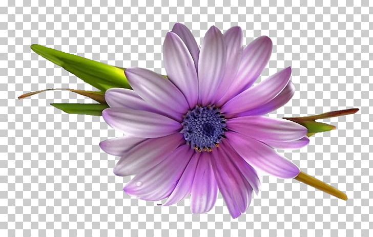 Transvaal Daisy Close-up Petal PNG, Clipart, Annual Plant, Aster, Closeup, Closeup, Daisy Free PNG Download