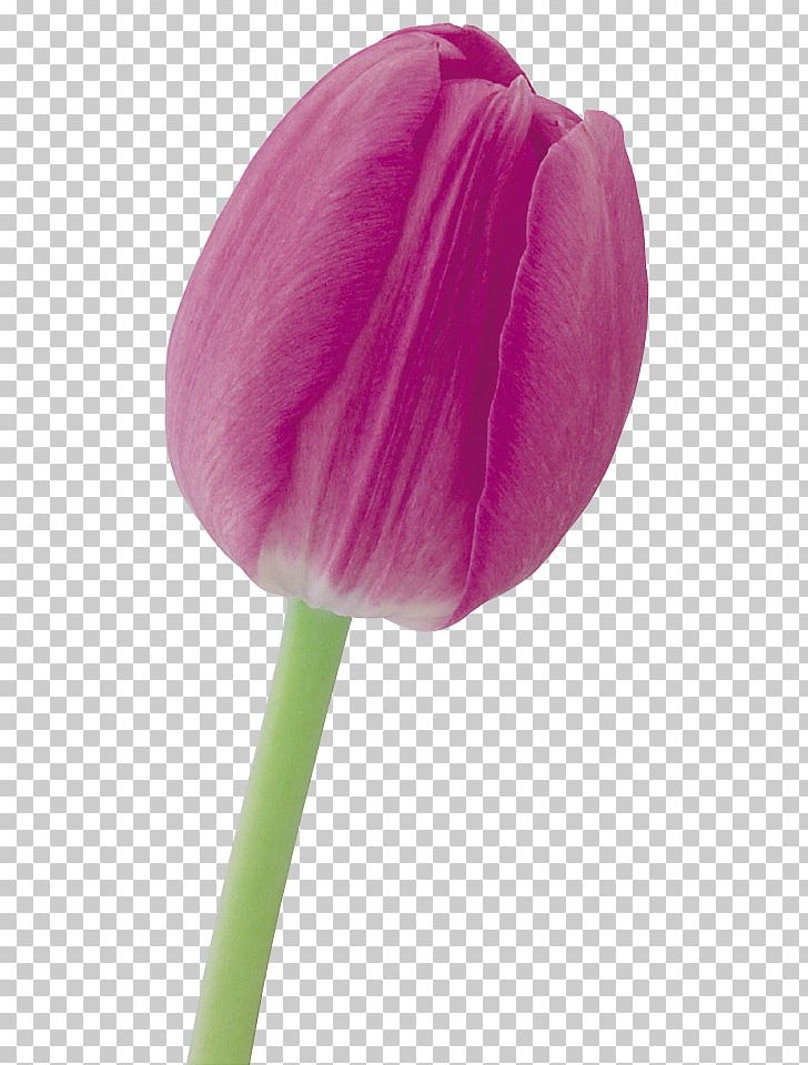 Tulip Cut Flowers Petal Purple PNG, Clipart, Cut Flowers, Floristry, Flower, Flowering Plant, Flowers Free PNG Download