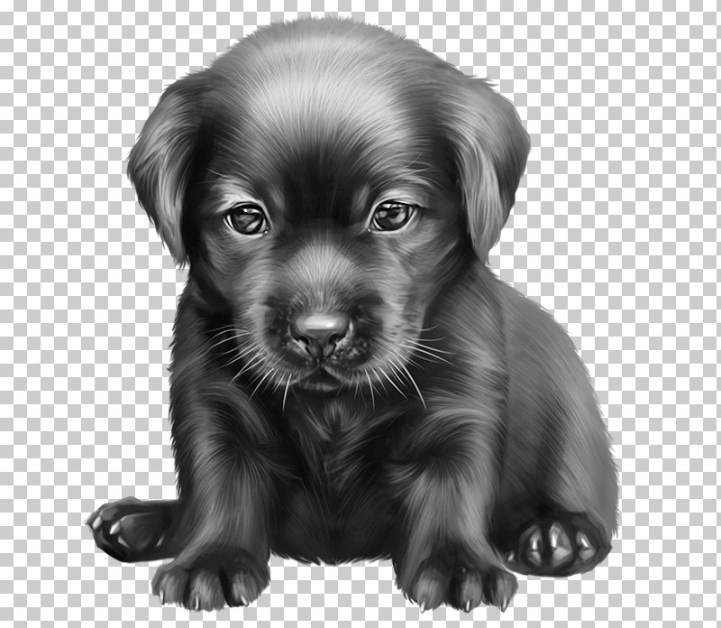 Dog Puppy Labrador Retriever Retriever Sporting Group PNG, Clipart, Beagador, Blackandwhite, Companion Dog, Dog, Drawing Free PNG Download
