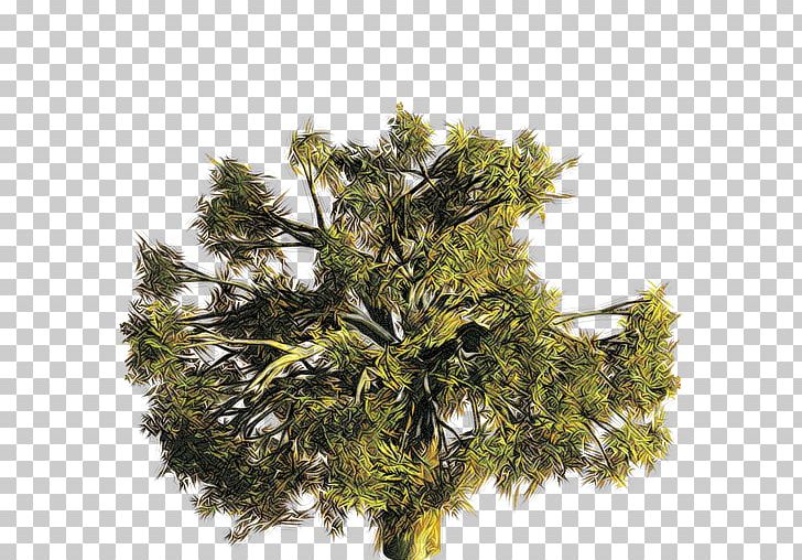A Valley Without Wind Fir Arcen Games Conifers Evergreen PNG, Clipart, Actionadventure Game, Arcen Games, Conifer, Conifers, Cupressus Free PNG Download