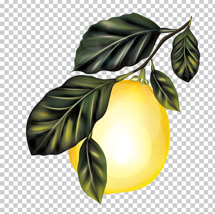 Lemon Branch Fruit Tree PNG, Clipart, Autumn Tree, Branch, Christmas Tree, Citrus, Decoration Free PNG Download