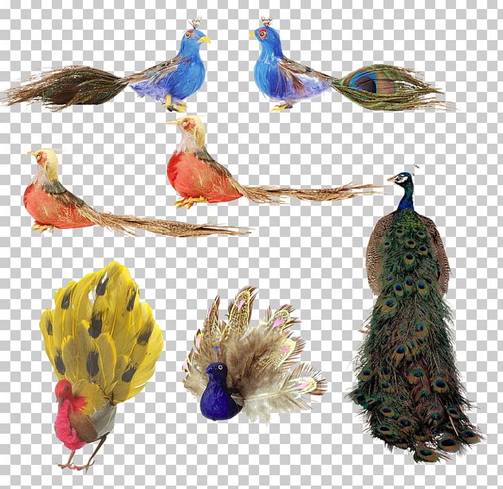 Bird Feather Peafowl PNG, Clipart, Animal, Animals, Asiatic Peafowl, Birds, Composite Free PNG Download