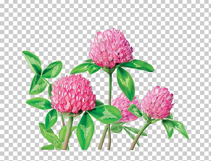 Herbal Tea Red Clover Dietary Supplement Herbal Tea PNG, Clipart, Annual Plant, Caffeine, Clover, Cut Flowers, Dietary Supplement Free PNG Download