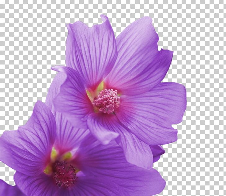 Hibiscus Adobe Premiere Elements Video Adobe Premiere Pro Wednesday PNG, Clipart, Adobe Premiere Elements, Adobe Premiere Pro, Adobe Systems, Editing, Flower Free PNG Download