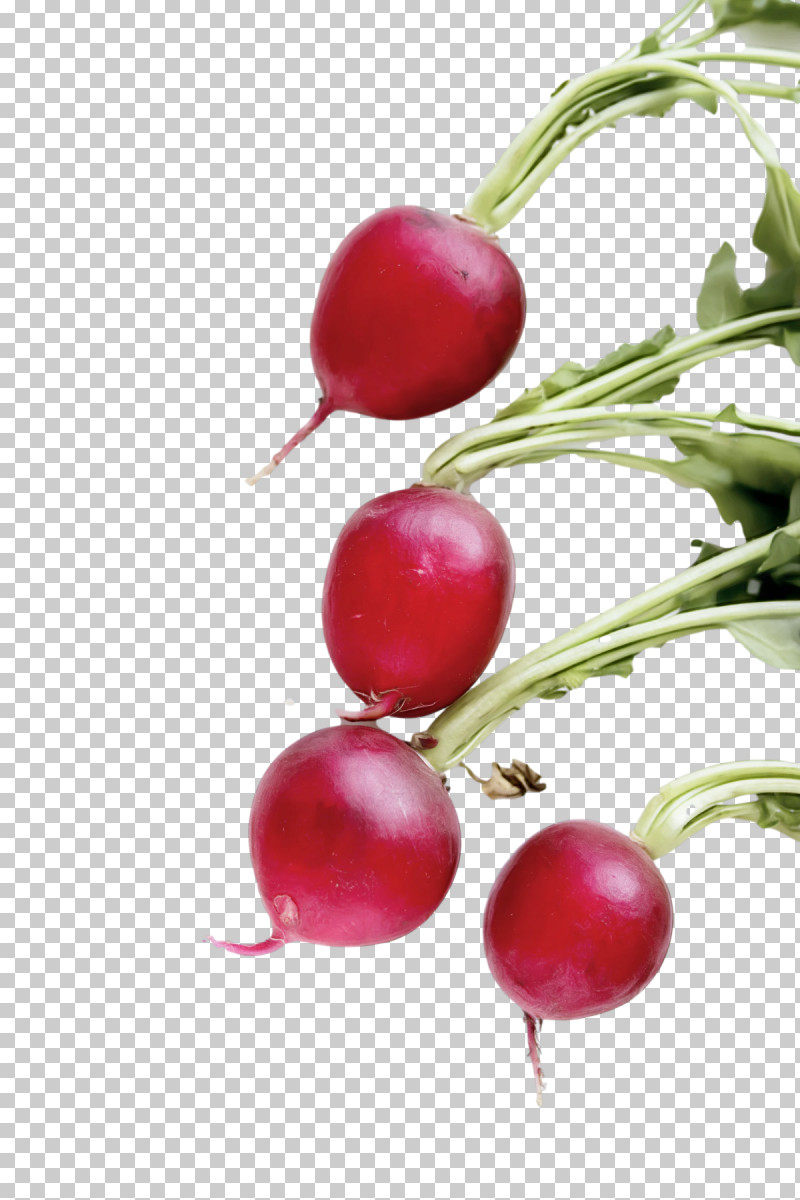 Rose PNG, Clipart, Beetroot, Cranberry, Lingonberry, Local Food, Natural Food Free PNG Download