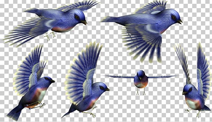 Bird 3D Computer Graphics PNG, Clipart, 3d Computer Graphics, Animals, Animation, Beak, Bird Free PNG Download