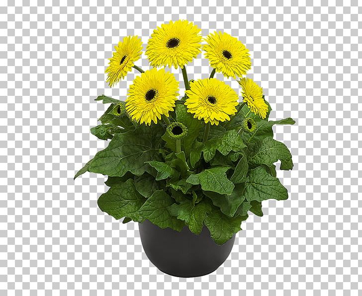 Cut Flowers Daisy Family Gerbera Jamesonii Plant PNG, Clipart, Annual Plant, Carnation, Chrysanthemum, Common Sunflower, Cut Flowers Free PNG Download