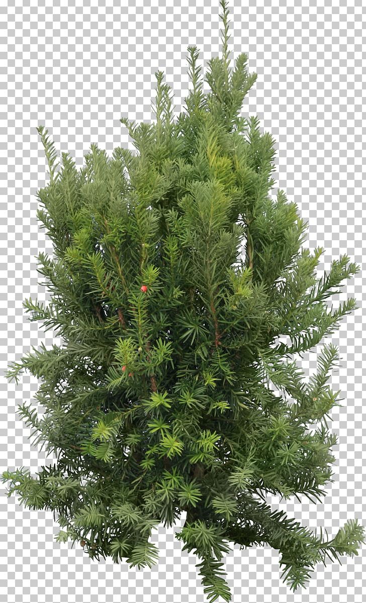 Fir Pine Cedar Tree PNG, Clipart, Biome, Branch, Cedar, Christmas Decoration, Christmas Tree Free PNG Download