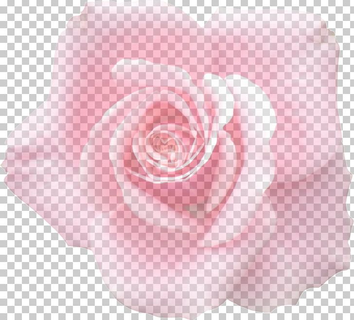 Garden Roses Cabbage Rose Floribunda Flora: S Flower PNG, Clipart, Cut Flowers, Flora, Flora Images, Floribunda, Flower Free PNG Download