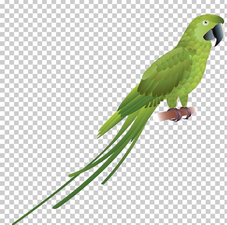 Parrot Red-and-green Macaw Bird Scarlet Macaw Blue-and-yellow Macaw PNG, Clipart, Animals, Beak, Blueandyellow Macaw, Common Pet Parakeet, Fauna Free PNG Download