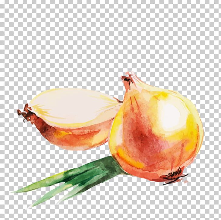 Red Onion Watercolor Painting Drawing PNG, Clipart, Color, Draw, Drawing, Food, Fruit Free PNG Download