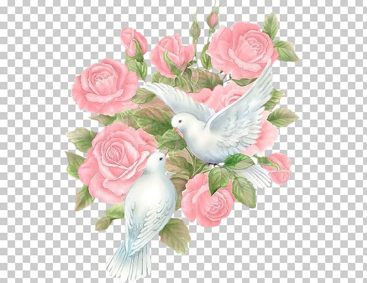 Columbidae Bird Rose Rock Dove PNG, Clipart, Animals, Branch, Cut Flowers, Decoupage, Floral Design Free PNG Download