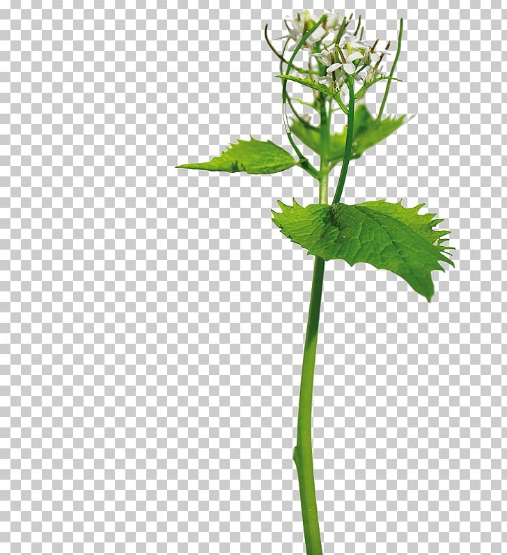 Garlic Mustard Pesto Mustard Plant PNG, Clipart, Branch, Can Stock Photo, Featurepics, Flower, Flowering Plant Free PNG Download