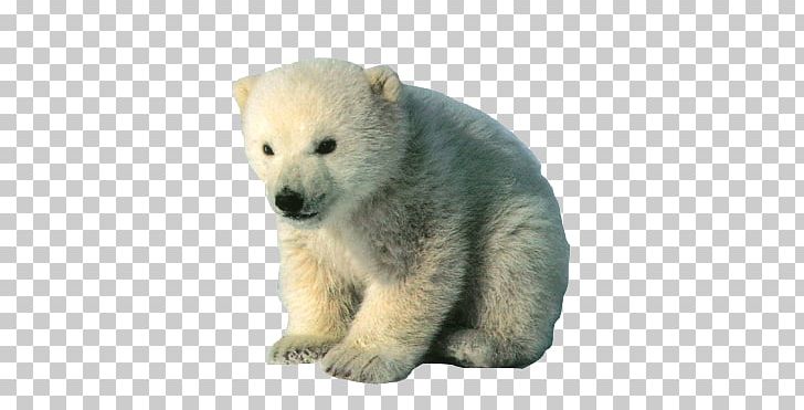 Polar Bear Arctic Fox Reindeer PNG, Clipart, American Black Bear, Animal, Animals, Arctic, Arctic Fox Free PNG Download