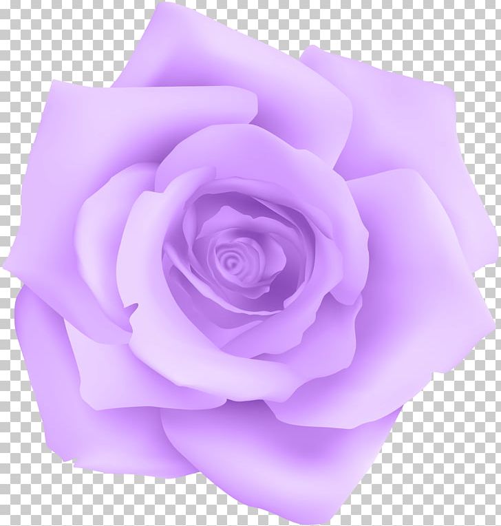 Purple Rose Blue PNG, Clipart, Blue Rose, Centifolia Roses, Clip Art, Clipart, Cut Flowers Free PNG Download