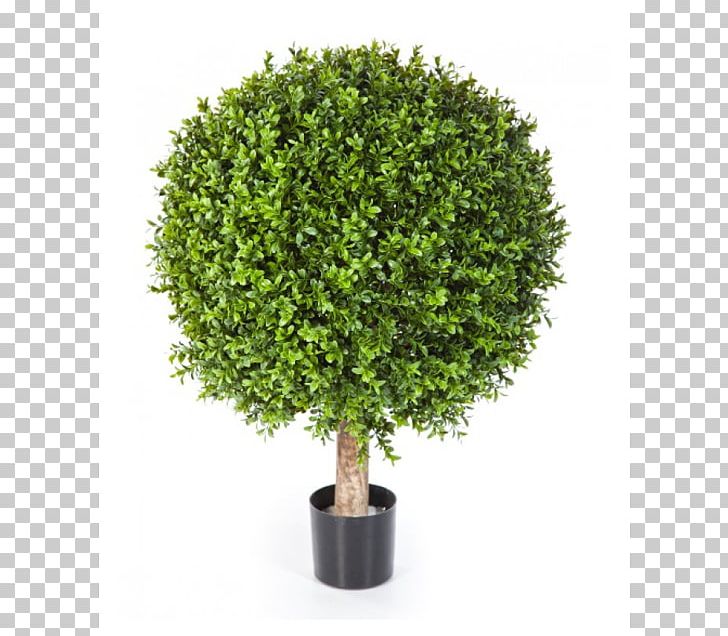 Shrub Tree Trunk Topiary Box PNG, Clipart, Box, Buxus, Centimeter, Evergreen, Flowerpot Free PNG Download