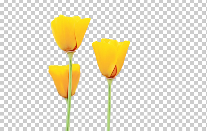 Plant Stem Cut Flowers Tulip Petal Yellow PNG, Clipart, Biology, Cut Flowers, Flower, Meter, Paint Free PNG Download