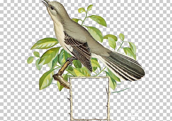 Bird Common Nightingale PNG, Clipart, Animal, Animals, Beak, Bird, Bracket Free PNG Download