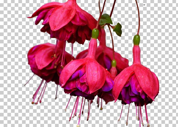Cut Flowers Pink M Plant Stem Petal RTV Pink PNG, Clipart, Cut Flowers, Evening Primrose Family, Flower, Flowering Plant, Fuchsia Free PNG Download