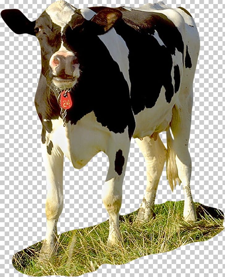 Dairy Cattle Baka Calf Taurine Cattle Holstein Friesian Cattle PNG, Clipart, Animals, Baka, Bull, Calf, Cattle Free PNG Download