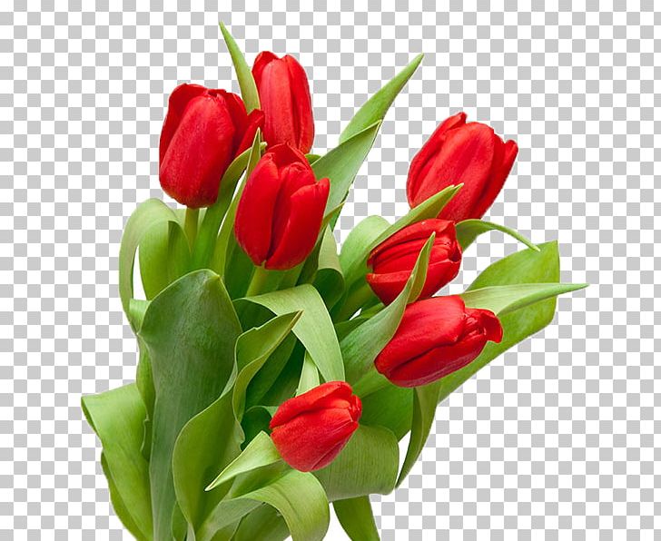 Saint Petersburg Tulip Stock Photography Flower Bouquet PNG, Clipart, Birthday, Bud, Bulb, Cut Flowers, Floral Design Free PNG Download