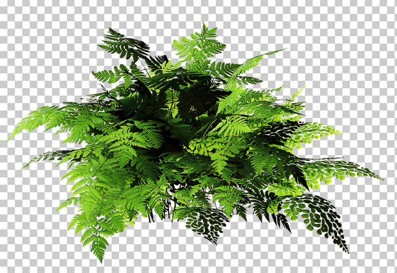 Palm Trees PNG, Clipart, Branch, Fern, Field Horsetail, Frond, Houseplant Free PNG Download