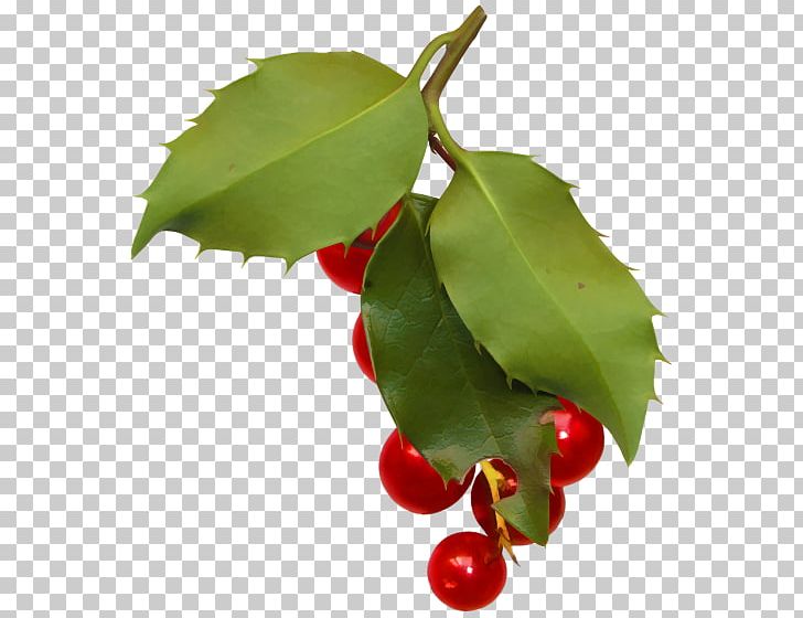 Berry Auglis Ilex Crenata Fruit PNG, Clipart, Aquifoliaceae, Aquifoliales, Auglis, Berry, Cherry Free PNG Download
