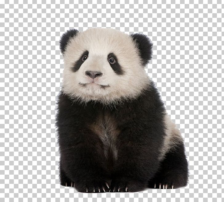 Giant Panda Red Panda Cat Polar Bear PNG, Clipart, Animal, Animals, Bear, Carnivoran, Cat Free PNG Download
