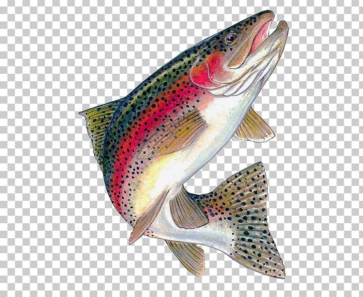 Rainbow Trout Brown Trout Freshwater Fish PNG, Clipart, Animals, Bony Fish, Brook Trout, Brown Trout, Coastal Cutthroat Trout Free PNG Download