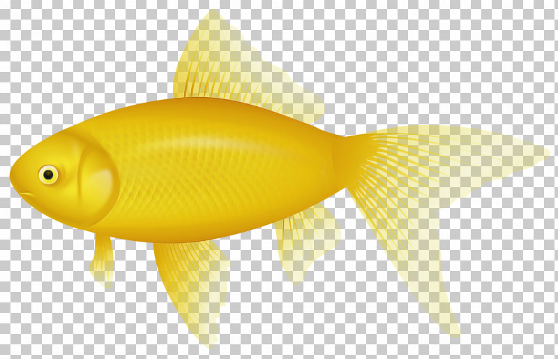 Fish Fin Fish Yellow Goldfish PNG, Clipart, Bonyfish, Feeder Fish, Fin, Fish, Goldfish Free PNG Download