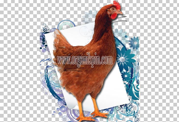 Rooster Rhode Island Red Leghorn Chicken Malay Chicken Breed PNG, Clipart, Beak, Bird, Breed, Chicken, Color Free PNG Download