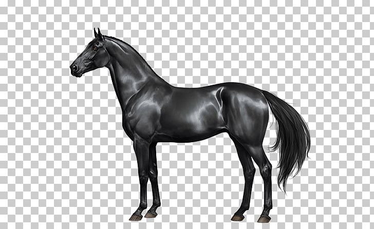 Stallion Mare Mane Thoroughbred Mustang PNG, Clipart, Akhalteke, Akhalteke, Black, Black And White, Breed Free PNG Download