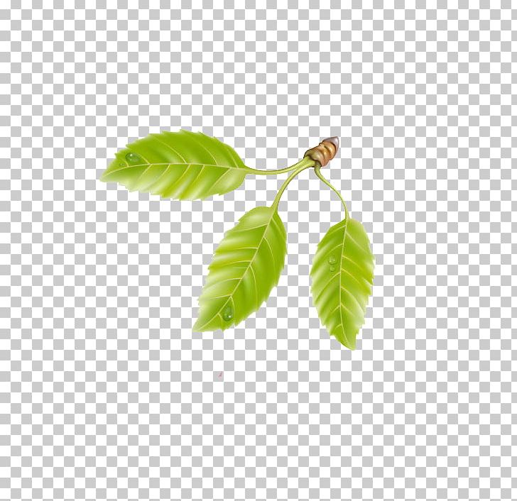 Green Cherry PNG, Clipart, Background Green, Branch, Cherry, Color, Emerald Free PNG Download