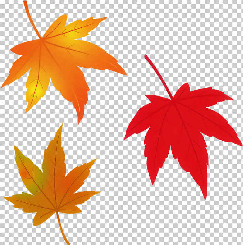 Maple Leaves Autumn Leaves Fall Leaves PNG, Clipart, Autumn, Autumn Leaves, Black Maple, Deciduous, Fall Leaves Free PNG Download