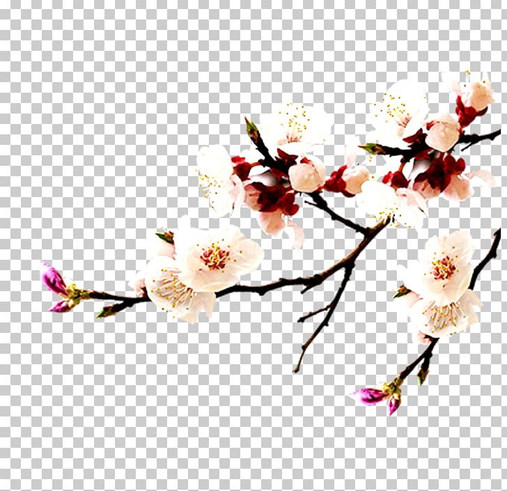Apricot China Falun Gong = Cherry Blossom PNG, Clipart, Black White, Blue, Branch, Casino, Computer Wallpaper Free PNG Download