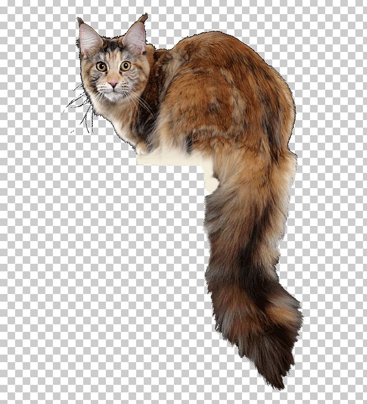 Maine Coon Whiskers Raccoon Kitten PNG, Clipart, Animals, Aretus, Birdcage, Carnivoran, Cat Free PNG Download