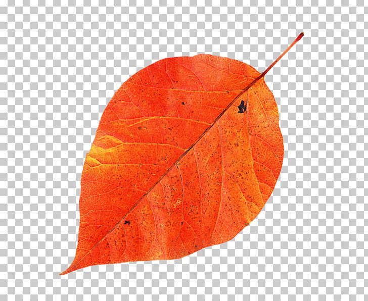 Maple Leaf PNG, Clipart, Autumn Leaf, Leaf, Maple, Maple Leaf, Orange Free PNG Download