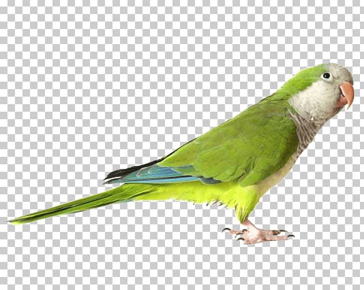 Parrot PNG, Clipart, Akitainu, Animals, Beak, Bird, Budgerigar Free PNG Download